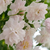 Roza - bela - Vrtnica vzpenjalka - Paul's Himalayan Musk Rambler